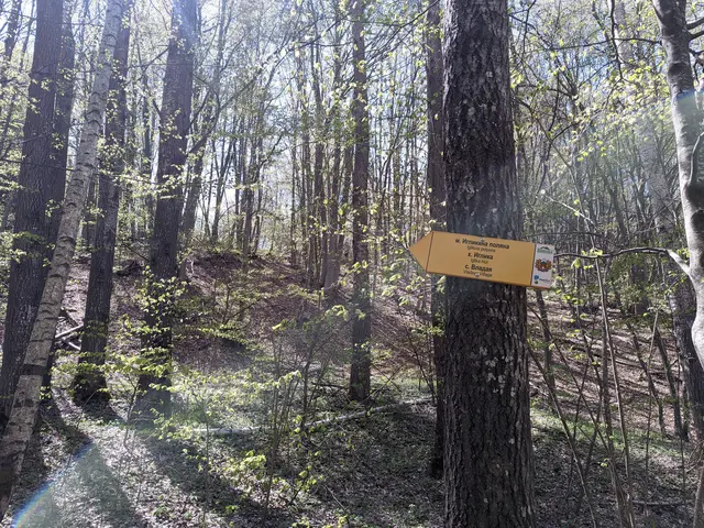 Dendrariuma Bus Stop - Iglikina Meadow
