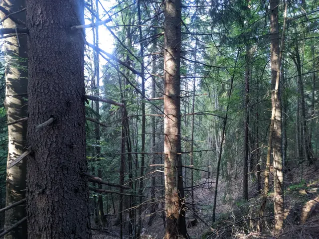 Kompositorite Hut – Zlatnite Mostove (skirting the BNR Hut)